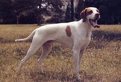 Braque Saint-Germain